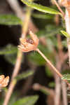 Hairy laurel <BR>Hairy wicky